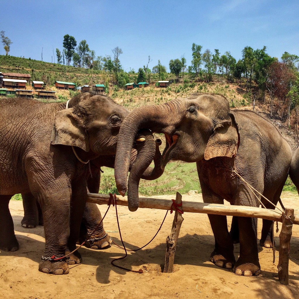 Mahout Elephant Training Center In Chiang Mai